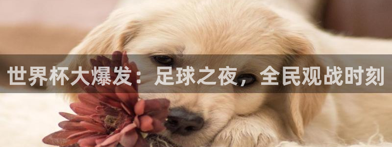  意昂2登录：世界杯大爆发：足球之夜，全民观战时刻