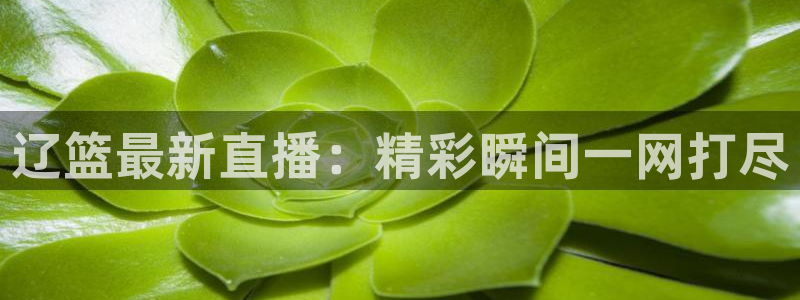 绿茵直播在线观看：辽篮最新直播：精彩瞬间一网打尽
